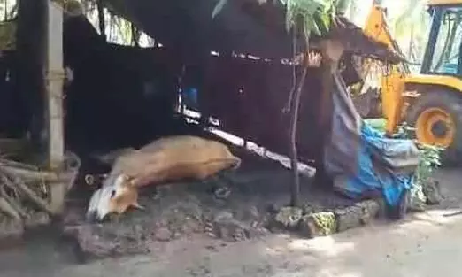 തെരുവ് നായുടെ കടിയേറ്റ പശു പേവിഷം ബാധിച്ച്​ ചത്തു; നായെ കണ്ട്​ ഭയന്നോടിയ വീട്ടമ്മക്ക്​ വീണ്​ പരിക്ക്​