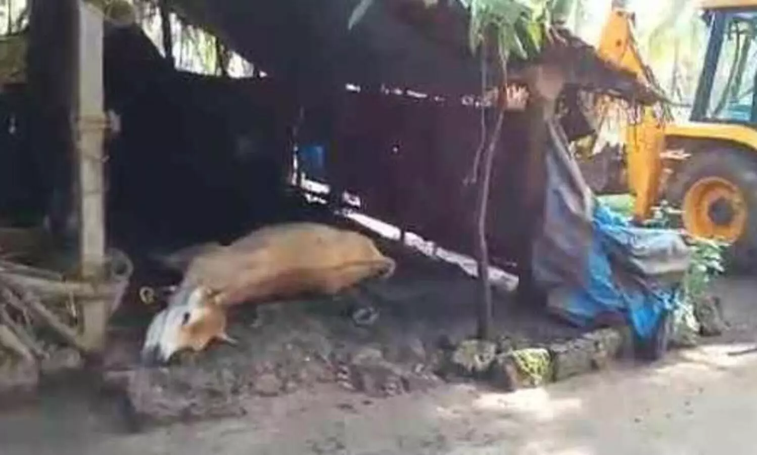 തെരുവ് നായുടെ കടിയേറ്റ പശു പേവിഷം ബാധിച്ച്​ ചത്തു; നായെ കണ്ട്​ ഭയന്നോടിയ വീട്ടമ്മക്ക്​ വീണ്​ പരിക്ക്​