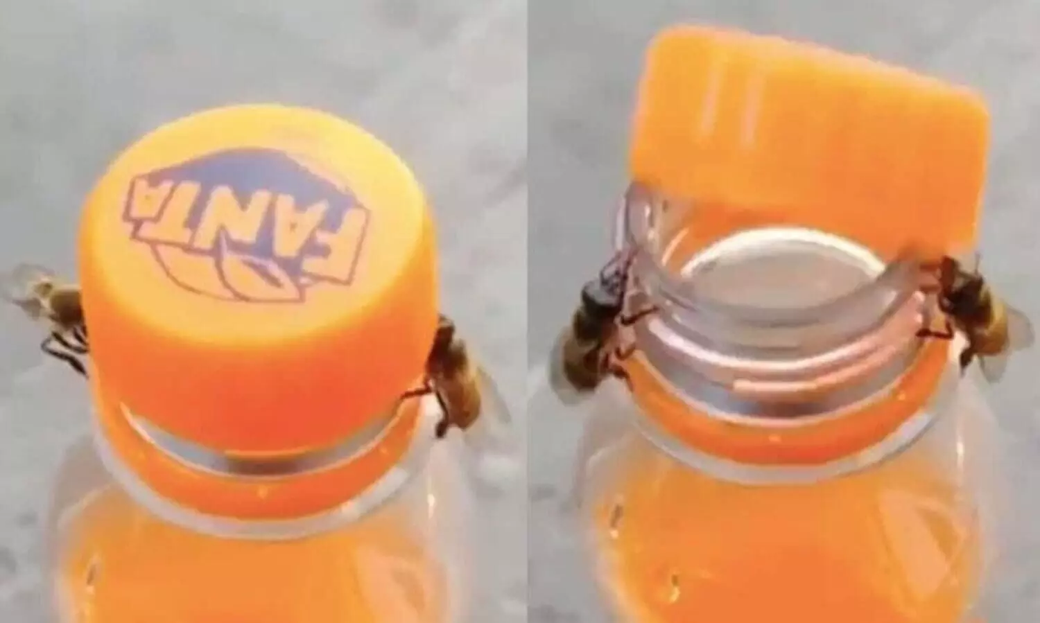 തേനീച്ച ടീമിന്‍റെ ഓപണർമാരെ കണ്ടത്​ 15 ലക്ഷം പേർ!