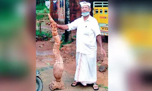 beeran haji with 17 kg tapioca