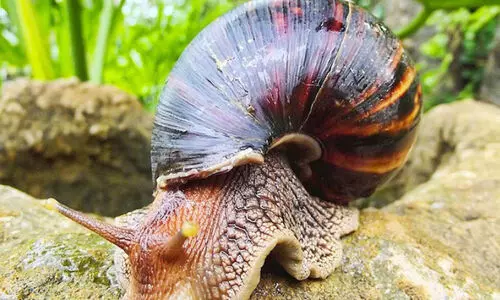 ആഫ്രിക്കന്‍ ഒച്ചുകള്‍ വ്യാപിക്കുന്നു