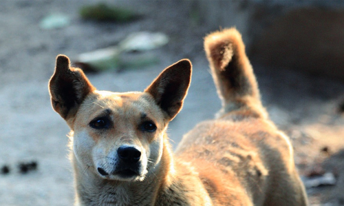 പാത്രത്തിൽ തലകുടുങ്ങിയ നായ്​ക്ക് യുവാക്കൾ രക്ഷകരായി