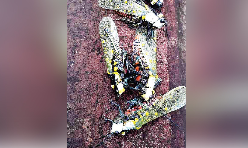 വെട്ടുകിളിയല്ല ഇവൻ പുലി...