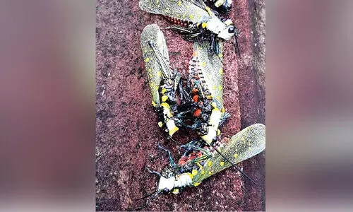 വെട്ടുകിളിയല്ല ഇവൻ പുലി...