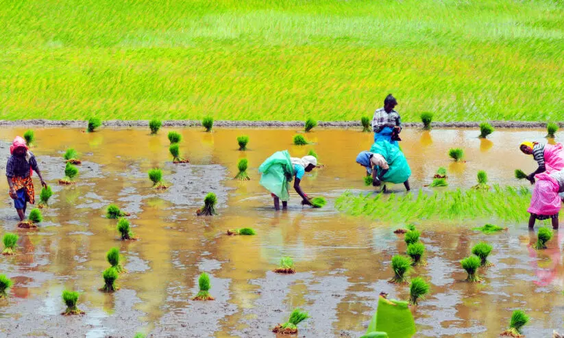 paddy farming paddy farming