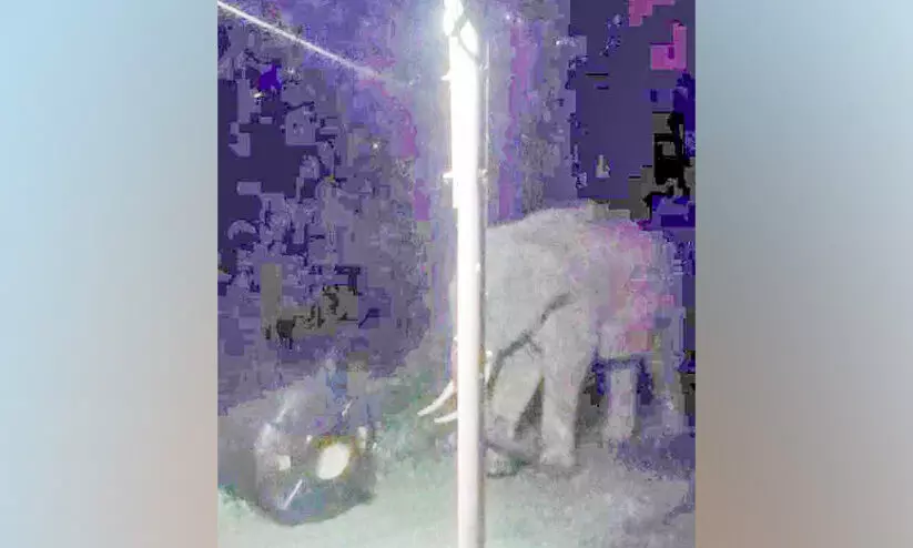 munnar elephant munnar elephant