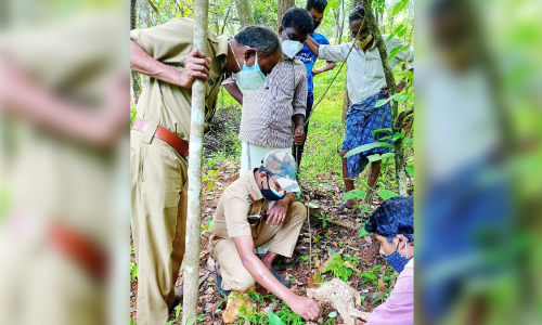 sheep bitten by unknown creature