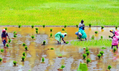 paddy farming