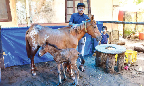 കുതിരയെ ആഗ്രഹിച്ചു വാങ്ങി; അടുത്ത ദിവസം പ്രസവം, കൗതുകമായി നൂറ
