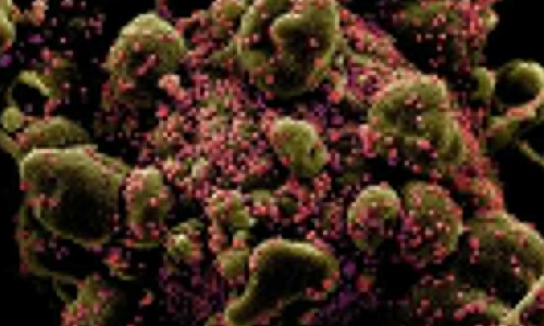 കോവിഡ് വൈറസിന്‍െറ ഉല്‍ഭവം: വുഹാന്‍ ലാബിനെ കേന്ദ്രീകരിച്ച് വീണ്ടും പഠനം