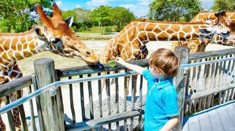 ദുബൈ സഫാരി പാർക്ക് അടച്ചു; സെപ്റ്റംബറിൽ തുറക്കും ദുബൈ സഫാരി പാർക്ക് അടച്ചു; സെപ്റ്റംബറിൽ തുറക്കും