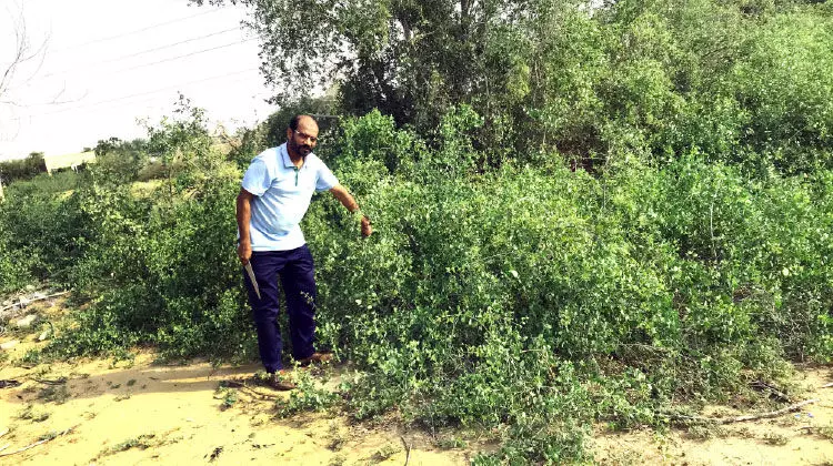 സബിയയിൽ കാഴ്ചക്കാർക്ക് കൗതുകമായി അര്റാക്ക് ചെടികൃഷി സബിയയിൽ കാഴ്ചക്കാർക്ക് കൗതുകമായി അര്റാക്ക് ചെടികൃഷി