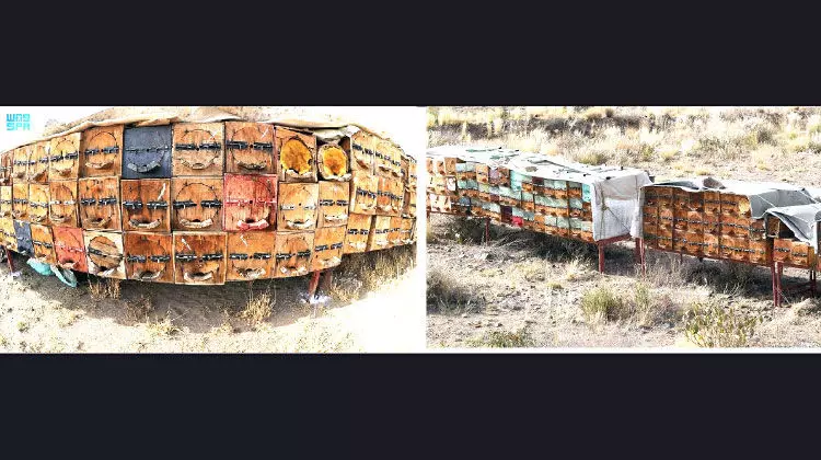 മരുഭൂമിയിലെ തേൻകൃഷി വിസ്മയമാകുന്നു മരുഭൂമിയിലെ തേൻകൃഷി വിസ്മയമാകുന്നു