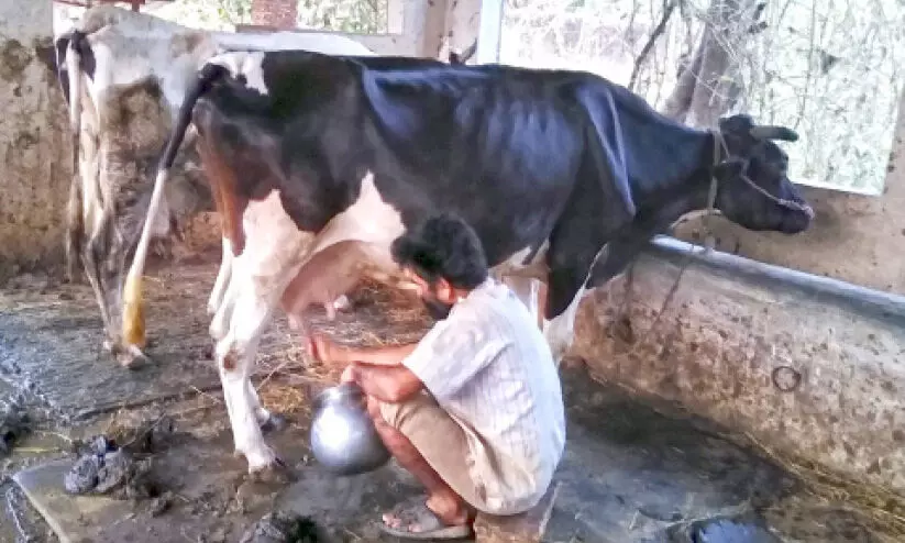 ഇന്ന് ലോക ക്ഷീരദിനം; വാസുദേവന് ജീവിതമാണ് പശുക്കൾ