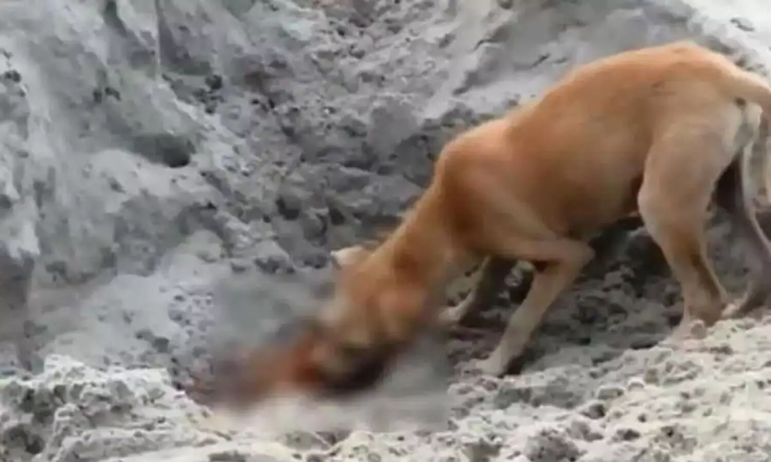 Canines Consuming COVID Victims’ Corpses