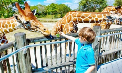 ദുബൈ സഫാരി പാർക്ക്​ അടച്ചു; സെപ്​റ്റംബറിൽ തുറക്കും