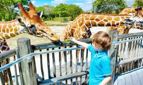 ദുബൈ സഫാരി പാർക്ക്​ അടച്ചു; സെപ്​റ്റംബറിൽ തുറക്കും