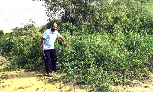 സ​​ബി​​യ​​യി​​ൽ കാ​​ഴ്ച​​ക്കാ​​ർ​​ക്ക് കൗ​​തു​​ക​​മാ​​യി അ​​ര്‍റാ​​ക്ക് ചെ​​ടി​​കൃ​​ഷി