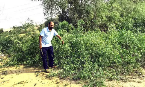 സ​​ബി​​യ​​യി​​ൽ കാ​​ഴ്ച​​ക്കാ​​ർ​​ക്ക് കൗ​​തു​​ക​​മാ​​യി അ​​ര്‍റാ​​ക്ക് ചെ​​ടി​​കൃ​​ഷി