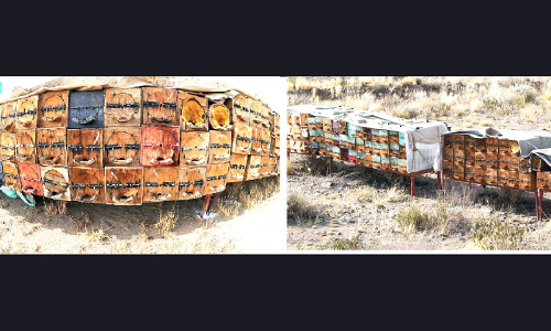 മ​രു​ഭൂ​മി​യി​ലെ തേ​ൻ​കൃ​ഷി വി​സ്‌​മ​യ​മാ​കു​ന്നു