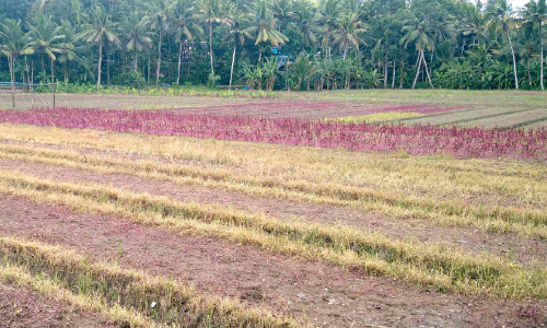 സ്വപ്നങ്ങള്‍ തകര്‍ന്ന് ചീര കര്‍ഷകര്‍; നെടിഞ്ഞില്‍ എന്ന കാര്‍ഷികഗ്രാമത്തിൽ ദുരിതം തുടരുന്നു