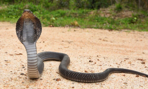 കുളിമുറിയിൽ മൂര്‍ഖൻ കുഞ്ഞ്; പിടികൂടി