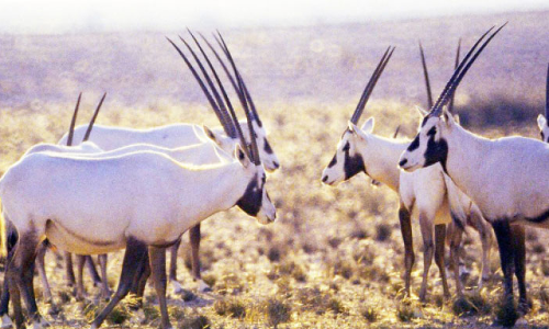 വന്യജീവികൾക്ക് തണലായി ബർകയിലെ പുനരധിവാസ കേന്ദ്രം