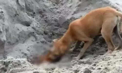 Canines Consuming COVID Victims’ Corpses