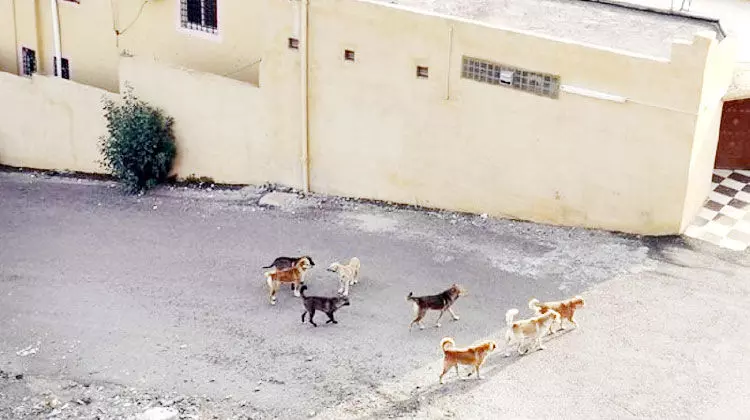 തെ​​രു​​വു​​നാ​​യ്ക്ക​​ളു​​ടെ വ്യാ​​പ​​ന​​ത്തി​​ൽ പൊ​​റു​​തി മു​​ട്ടി അ​​ബ​​ഹ​​യി​​ലെ ഒ​​രു ഗ്രാ​​മം