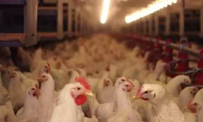 ലോകത്തെ ഏറ്റവും വലിയ മാംസ ഉൽപാദന കേന്ദ്രത്തിനു നേരെ സൈബർ ആക്രമണം ലോകത്തെ ഏറ്റവും വലിയ മാംസ ഉൽപാദന കേന്ദ്രത്തിനു നേരെ സൈബർ ആക്രമണം