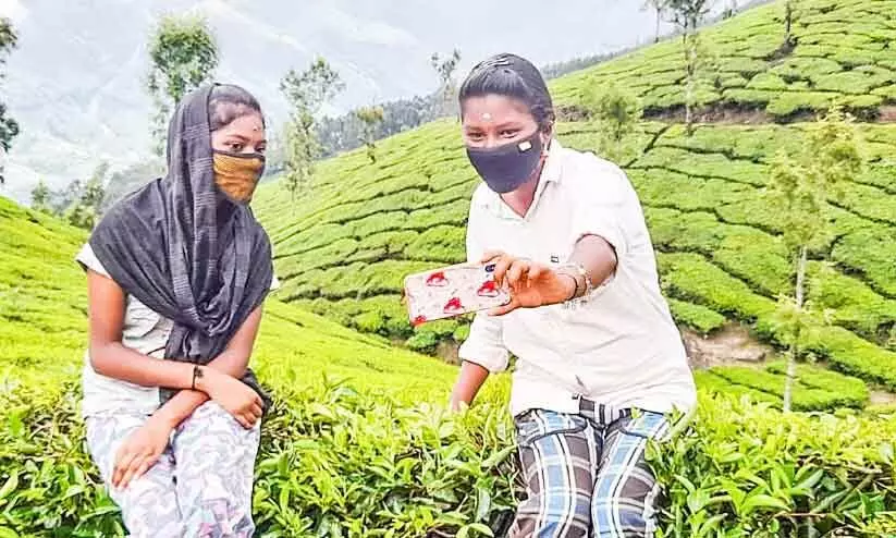 അവർ പ്രവേശേനാത്സവം കൂടാനെത്തി; തേയിലത്തോട്ടത്തിൽ അവർ പ്രവേശേനാത്സവം കൂടാനെത്തി; തേയിലത്തോട്ടത്തിൽ