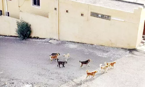 തെ​​രു​​വു​​നാ​​യ്ക്ക​​ളു​​ടെ വ്യാ​​പ​​ന​​ത്തി​​ൽ പൊ​​റു​​തി മു​​ട്ടി അ​​ബ​​ഹ​​യി​​ലെ ഒ​​രു ഗ്രാ​​മം