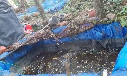 കുളം വറ്റിച്ച്​ മീൻ മോഷ്​ടിച്ചു