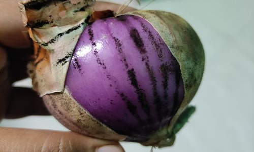 ഉള്ളിയെ പേടിക്കേണ്ട; പുറത്തെ കറുത്ത പാളി ബ്ലാക്​ഫംഗസിന്​ കാരണമാകില്ലെന്ന്​ വിദഗ്​ധർ