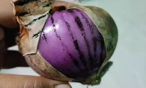 ഉള്ളിയെ പേടിക്കേണ്ട; പുറത്തെ കറുത്ത പാളി ബ്ലാക്​ഫംഗസിന്​ കാരണമാകില്ലെന്ന്​ വിദഗ്​ധർ