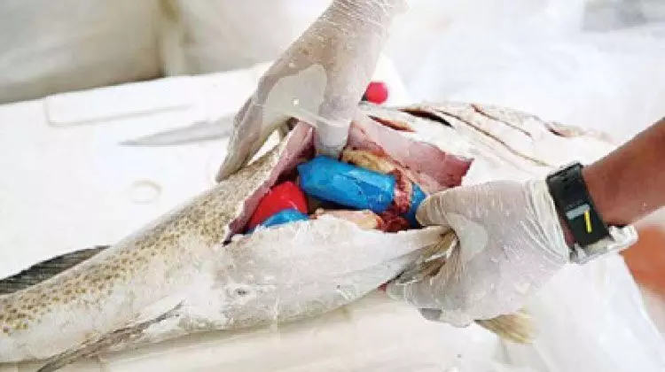 മ​ത്സ്യ​ത്തി​നു​ള്ളി​ൽ മ​യ​ക്കു​മ​രു​ന്ന്​ ക​ട​ത്താ​ൻ ശ്ര​മം