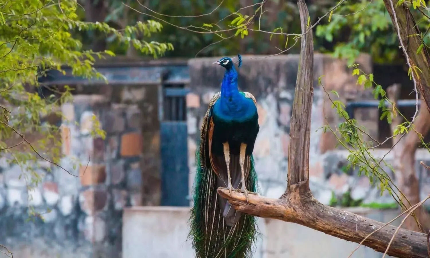 യു.പിയിൽ 16 മയിലുകൾ ചത്തനിലയിൽ, ആശങ്കയുമായി പ്രദേശവാസികൾ