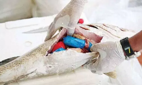 മ​ത്സ്യ​ത്തി​നു​ള്ളി​ൽ മ​യ​ക്കു​മ​രു​ന്ന്​ ക​ട​ത്താ​ൻ ശ്ര​മം