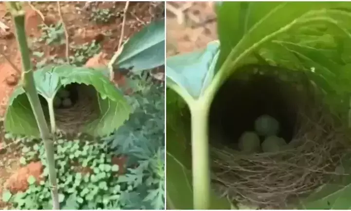 nest
