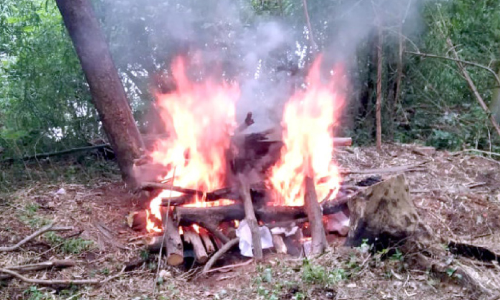 neyyardam lion death