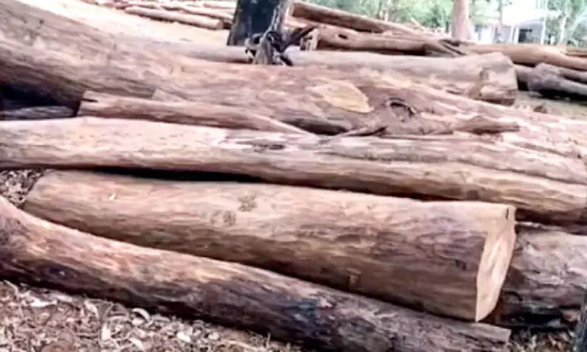 മുട്ടിൽ മരംകൊള്ള: അടിയന്തര റിപ്പോർട്ട് തേടി റവന്യൂ മന്ത്രി