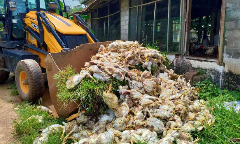 തെരുവുനായ് ആക്രമണത്തിൽ ആയിരത്തോളം കോഴികൾ ചത്തു തെരുവുനായ് ആക്രമണത്തിൽ ആയിരത്തോളം കോഴികൾ ചത്തു