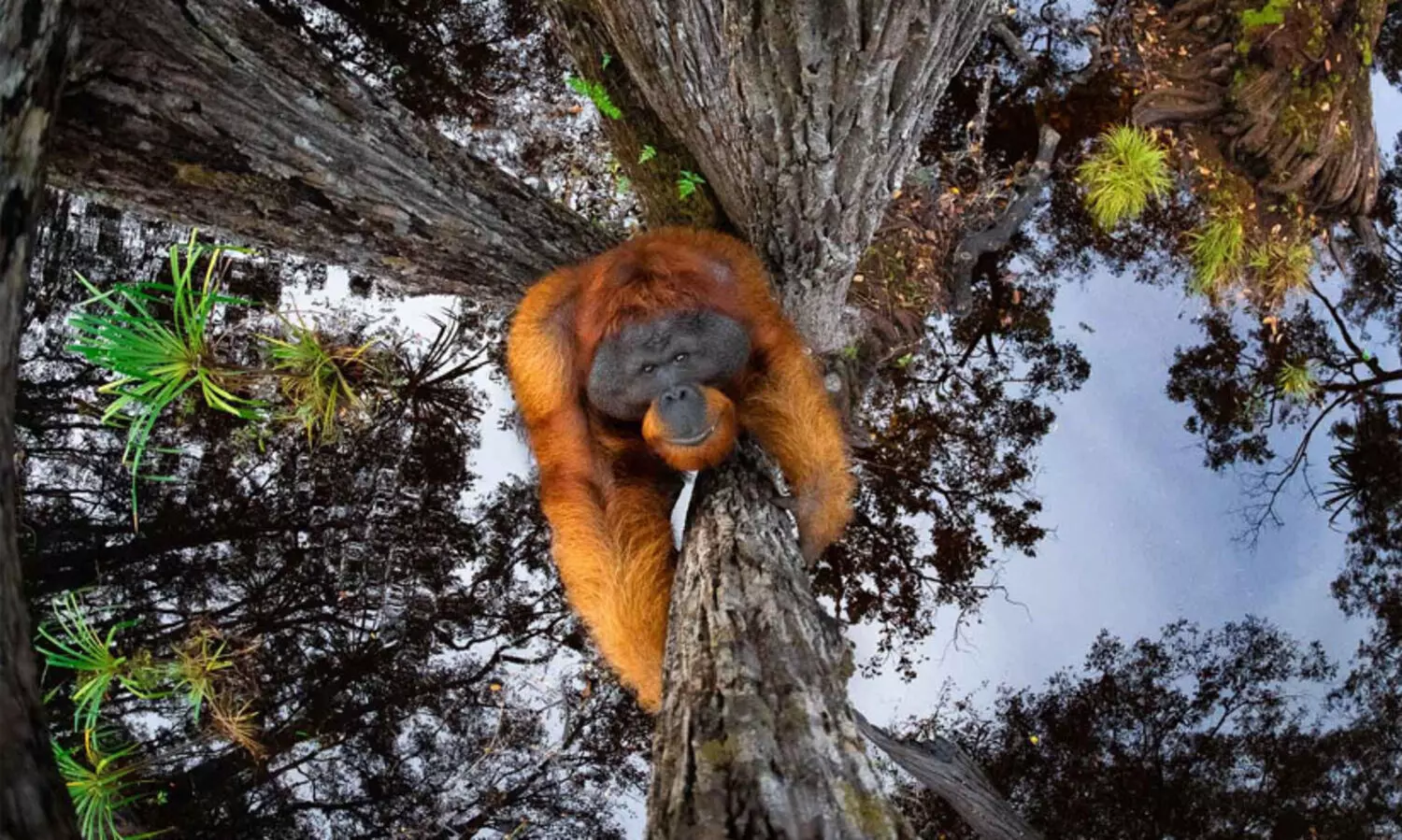 മലയാളിയുടെ ഒറംഗുട്ടാൻ ചിത്രത്തിന്​ നാച്വറൽ ടി.ടി.എൽ പുരസ്​കാരം; അത്​ഭുത ചിത്രം കാണാം..