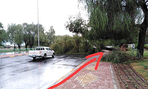 ജൂൺ 5 ലോക പരിസ്ഥിതി ദിനം: അന്നങ്ങനെ, ഇന്നിങ്ങനെ