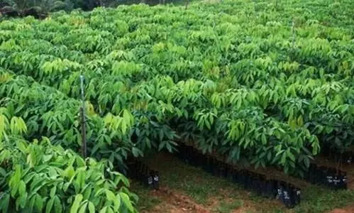 കേരളത്തിൽനിന്ന്​ ട്രെയിൻ കയറുന്നു, നാലര ലക്ഷം റബർ തൈ