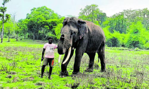 കുശയെ കാട്ടിലേക്ക്​ തിരിച്ചയക്കാൻ കേന്ദ്ര സർക്കാർ നിർദേശം