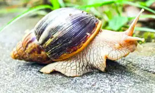 എറണാകുളത്ത്​ മ​നു​ഷ്യ​നും വി​ള​ക​ൾ​ക്കും ഭീ​ഷ​ണി​യാ​യി ആ​​ഫ്രി​ക്ക​ൻ ഒ​ച്ചു​ക​ളു​ടെ വ്യാ​പ​നം