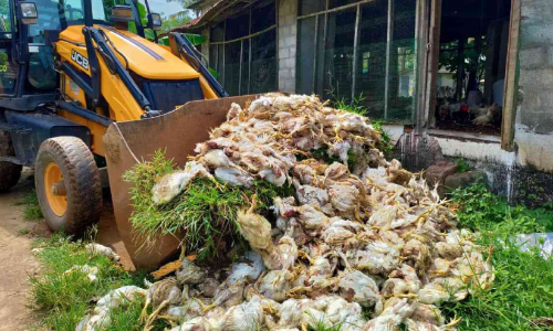 തെരുവുനായ് ആക്രമണത്തിൽ ആയിരത്തോളം കോഴികൾ ചത്തു