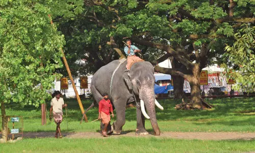 ആനകൾക്കിത്​ മദ കാലം; ലോക്​ഡൗൺ നിയന്ത്രണം ദുരിതമായി