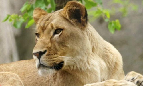 ചെന്നൈയിലെ മൃഗശാലയിൽ കോവിഡ്​ ബാധിച്ച്​ സിംഹം ചത്തു